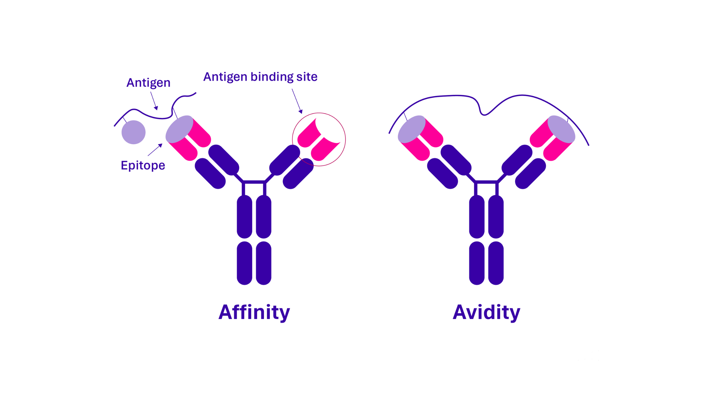 亲和力(Affinity)和亲合力(Avidity) 亲和力(Affinity)和亲合力(Avidity)
