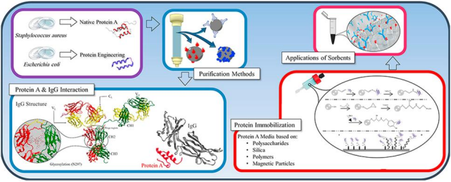 Protein A亲和纯化 Protein A亲和纯化